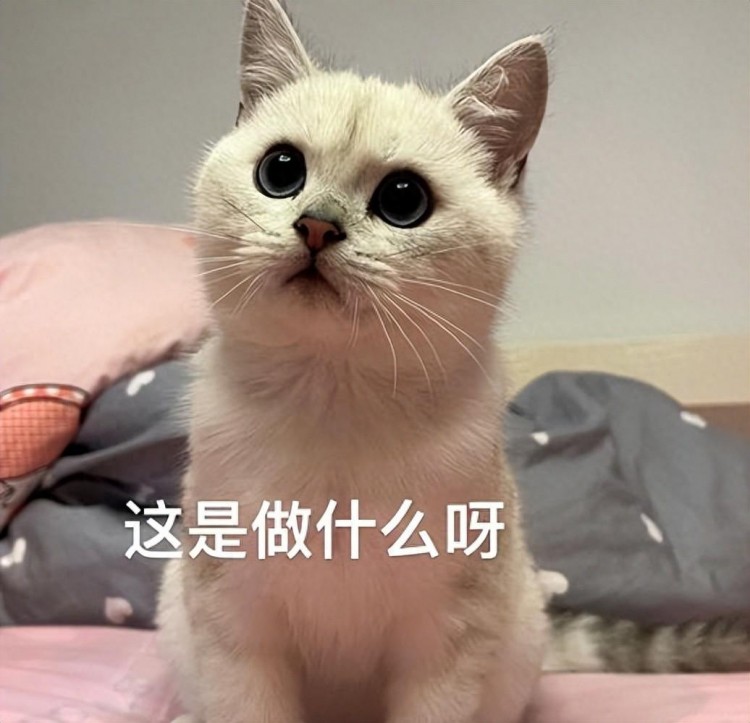 新手养猫别紧张注意这几点让你养猫没烦恼