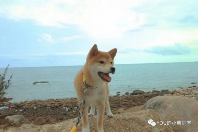 柴犬幼犬一只多少钱决定柴犬价格的因素