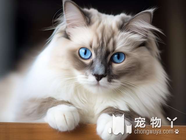 谁救了被车撞的小流浪猫?